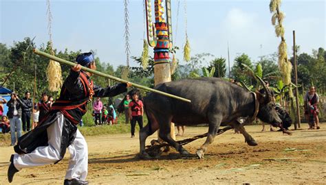  The Faithful Buffalo: A Tale of Loyalty and Sacrifice From 11th Century Vietnam!