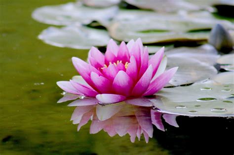  De Legende van de Lotusbloem: Een Verhaal over Schoonheid en Overwinning